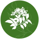 Extracts icon – botanical branch