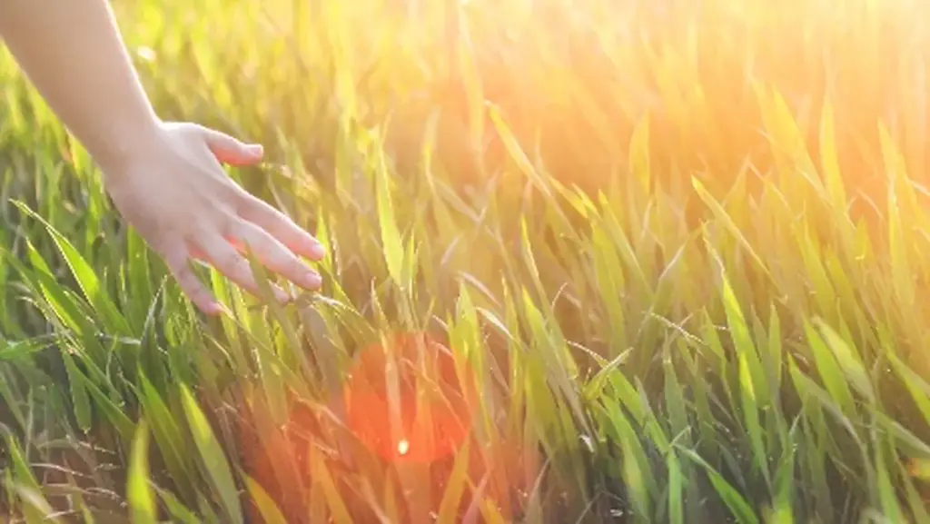Hand brushing through sunlit green grass