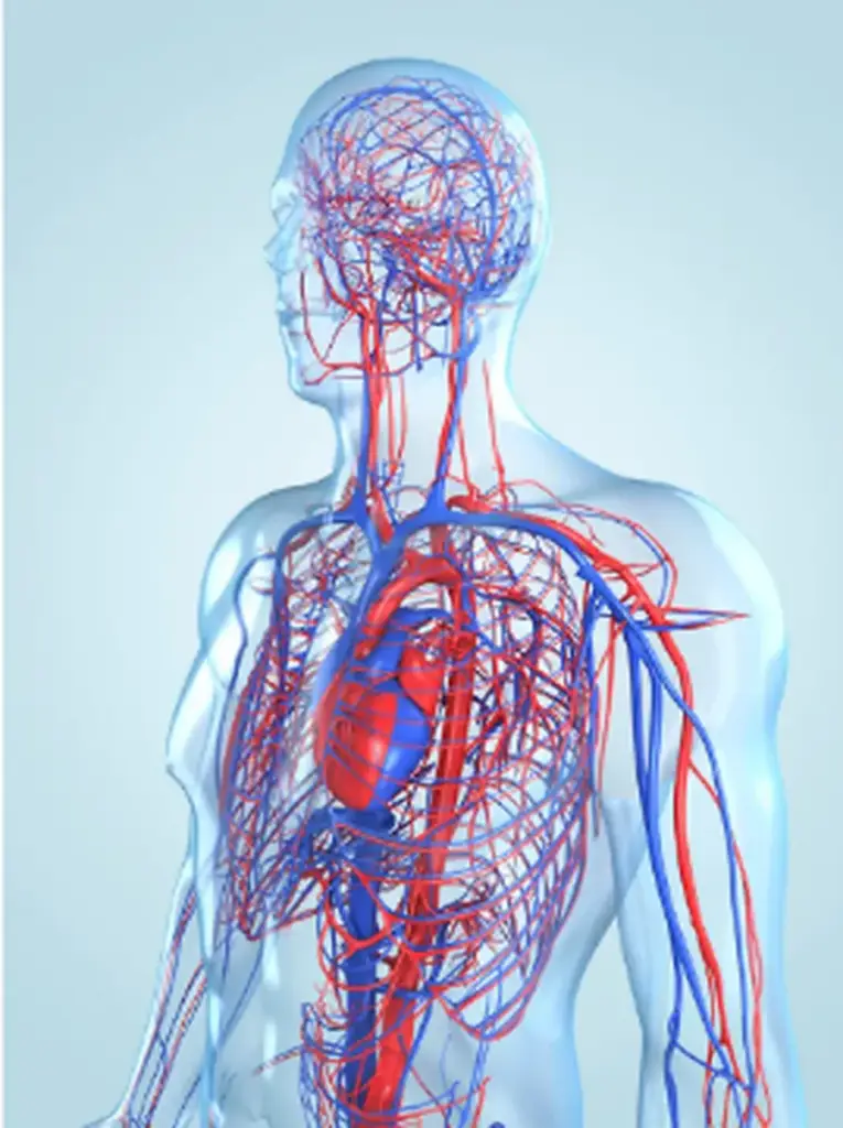 Illustration of the human cardiovascular system