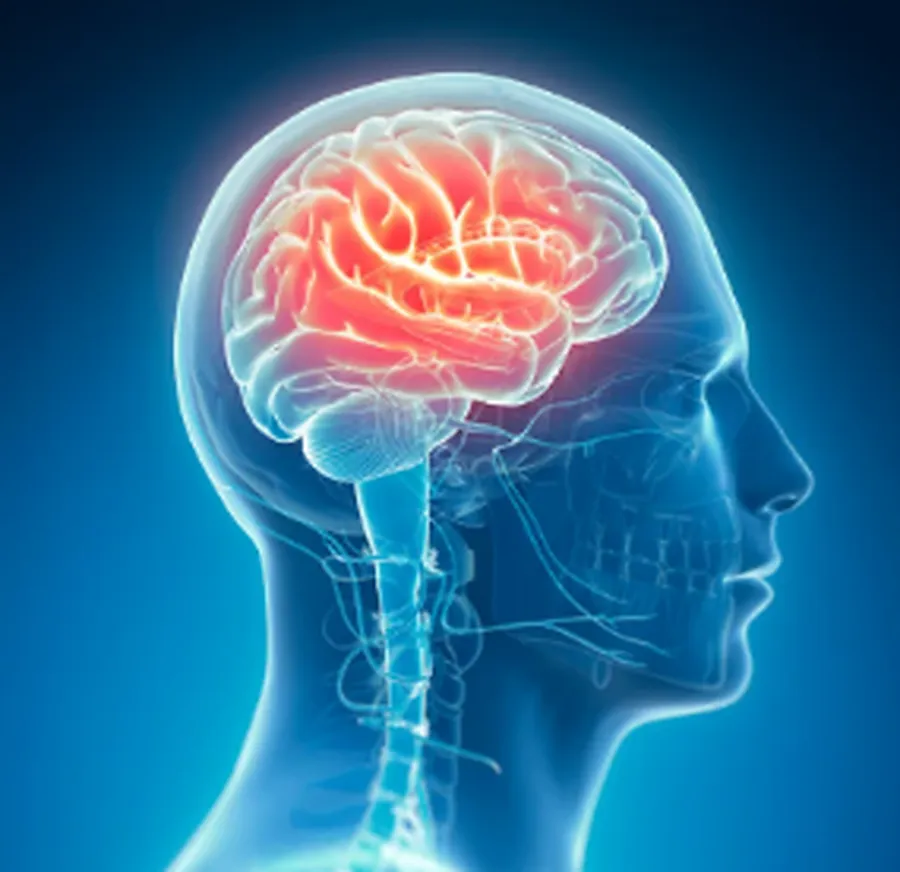 Illustration of the human brain inside a head profile