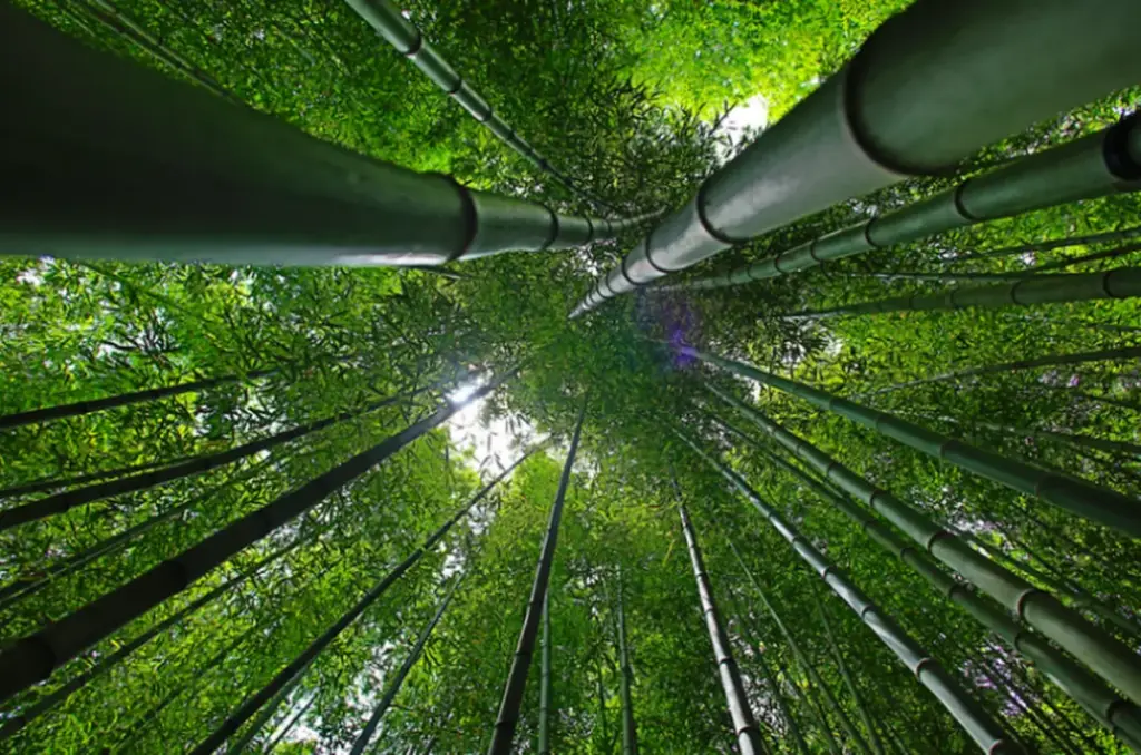 Bamboo forest seen from below